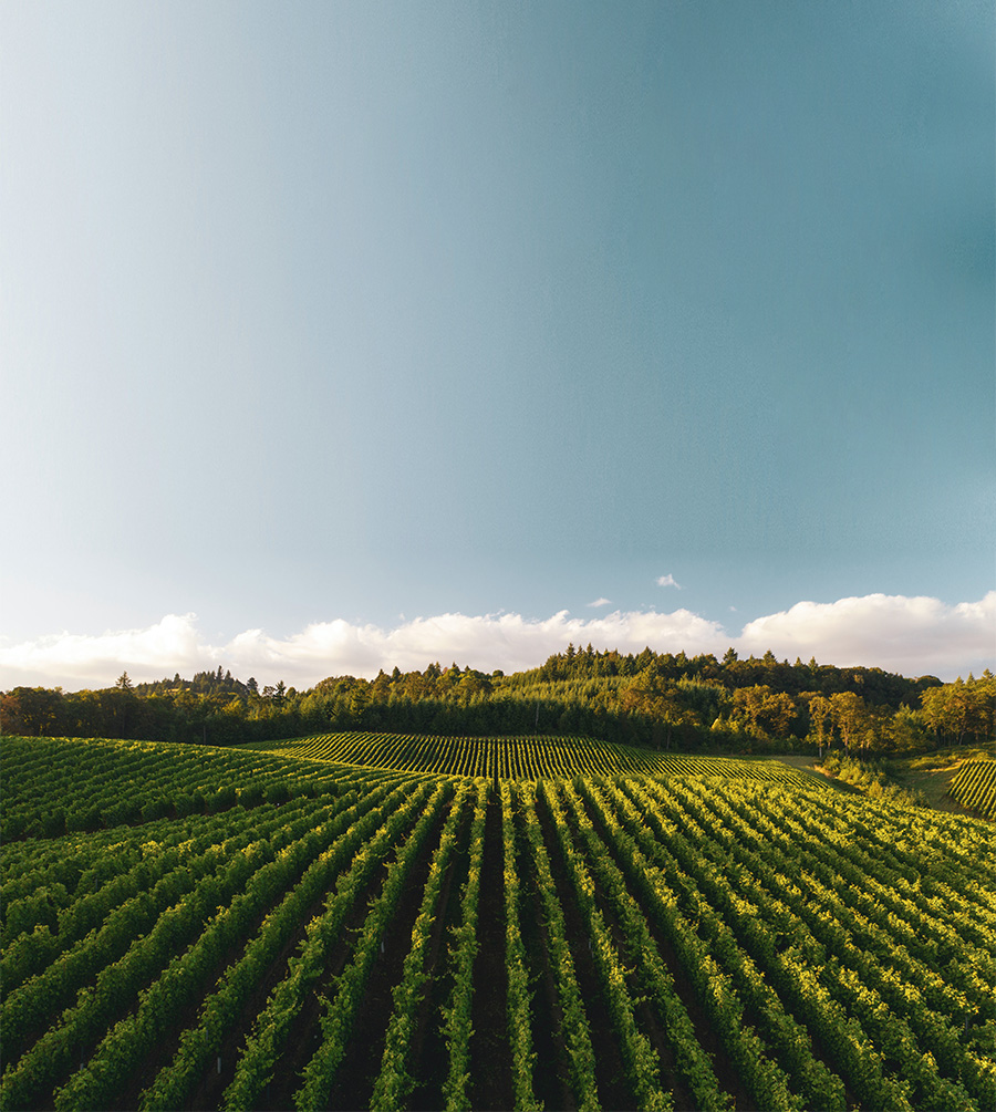 vigne-lago-digarda